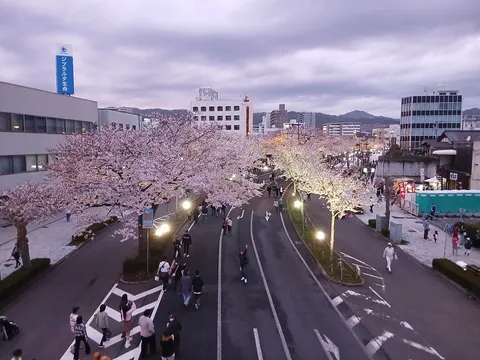 都会に舞う桜のピンクシャワー