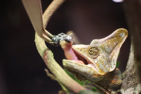 粘膜に包まれた獲物