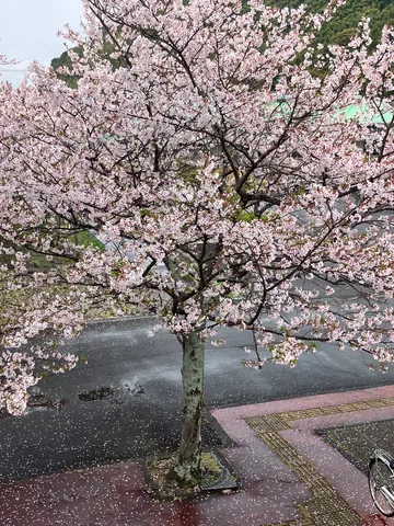 桜吹雪と春の雨