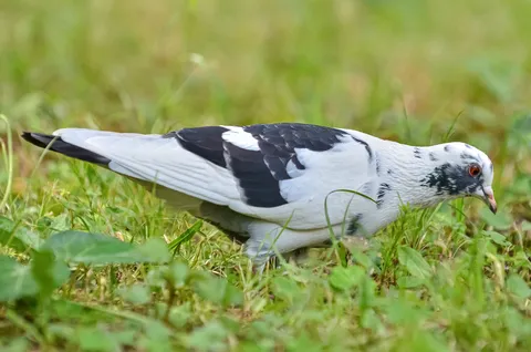 モノトーンの鳥、草むらで休憩