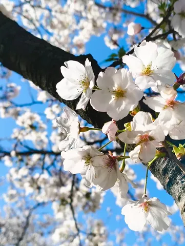 青空と桜、春の息吹