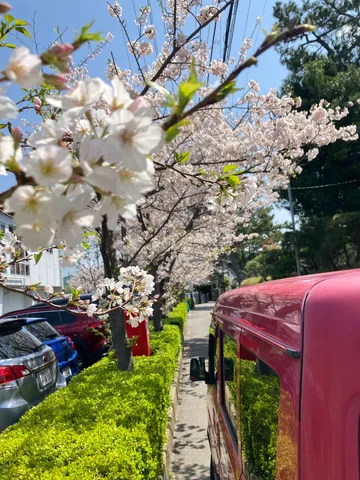満開の桜とピンクの軽バン