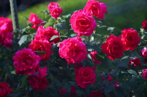 鮮やかなる薔薇の饗宴
