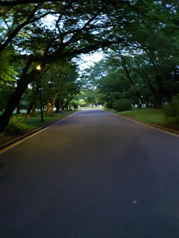 木漏れ日と静かな遊歩道