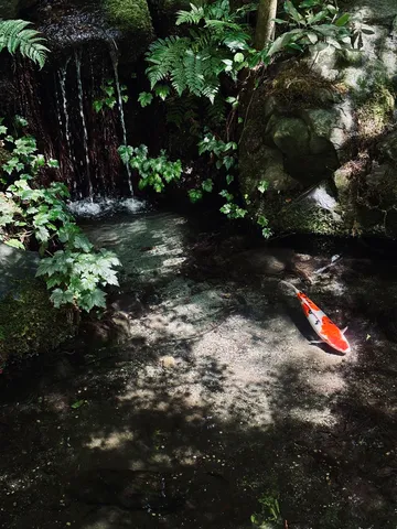 滝壺に迷い込んだ金魚？