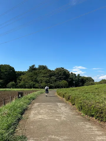 緑のコントラストと青い空