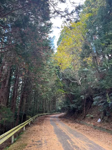 秋色に染まる森の小道