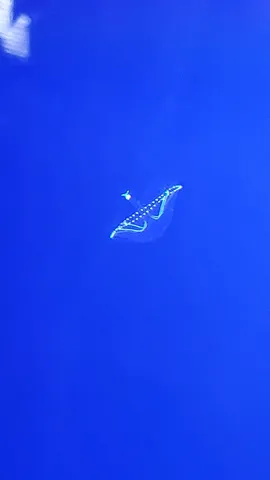 青い静寂に浮かぶ光の形