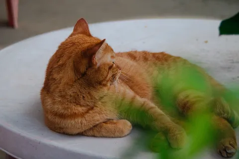 木漏れ日の下、猫は夢見る