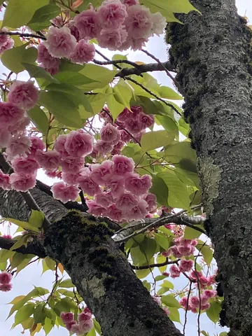 モフモフ桜と古木の静けさ