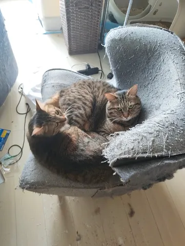 猫たちのまどろみタイム
