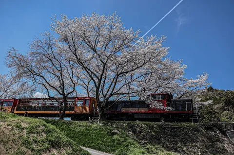 春風と桜と列車の旅