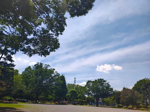 木漏れ日と夏の空