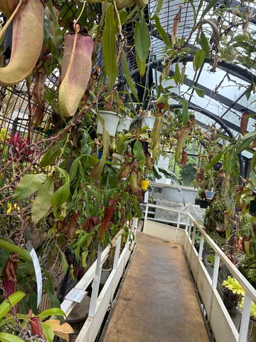 食虫植物に囲まれた空中散歩