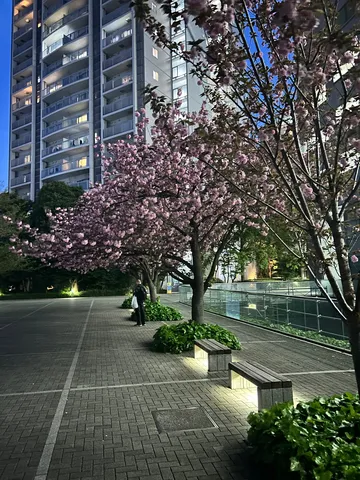 灯りが照らす都会の桜