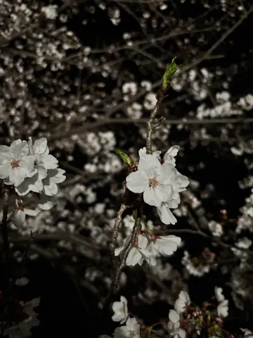 闇夜に咲く、白き桜の幻想