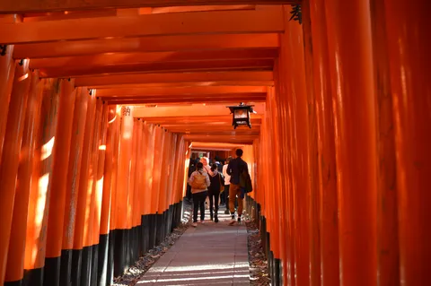 光差し込む鳥居のトンネル