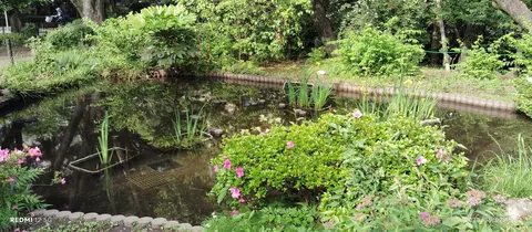 水辺の花と緑の静寂
