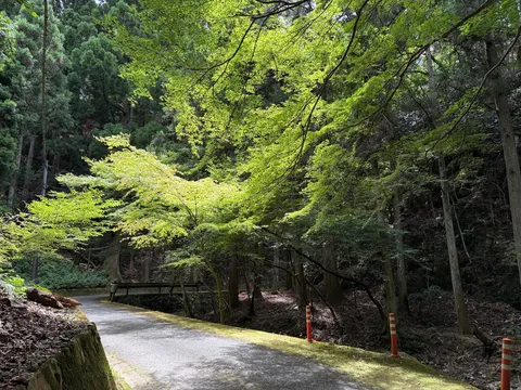 木漏れ日が創り出す緑のトンネル