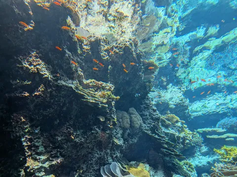 水中世界の静かなる躍動