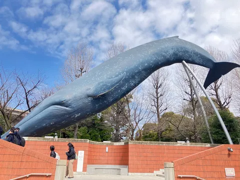 まさかの空中遊泳！巨大クジラ