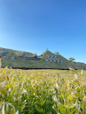 丘に溶け込む緑の屋根の家