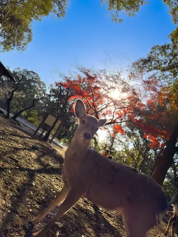 見つめ合う、鹿と秋空