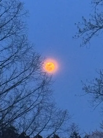 冬空に灯る、オレンジ色の神秘