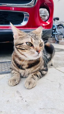 赤い車前でくつろぐ猫