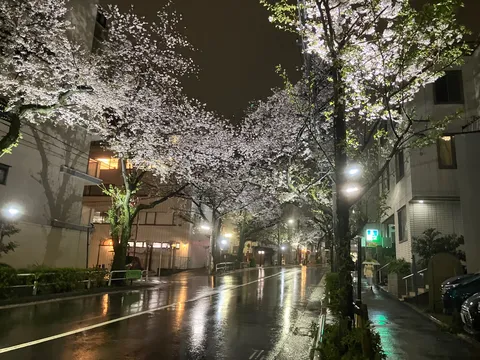 雨上がりの夜桜ロード