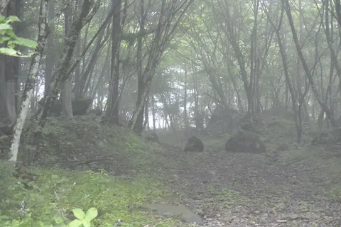 霧の森の静かな道
