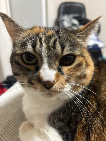 不思議な瞳の猫さん