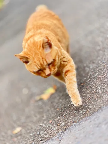 猫さんの散歩道