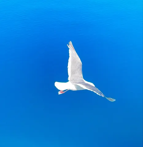 蒼空を滑る白翼