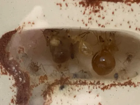 地下の宝石たち