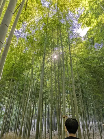 緑の竹林に注ぐ陽光