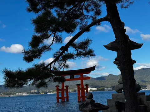 松の枝越しに望む朱の鳥居