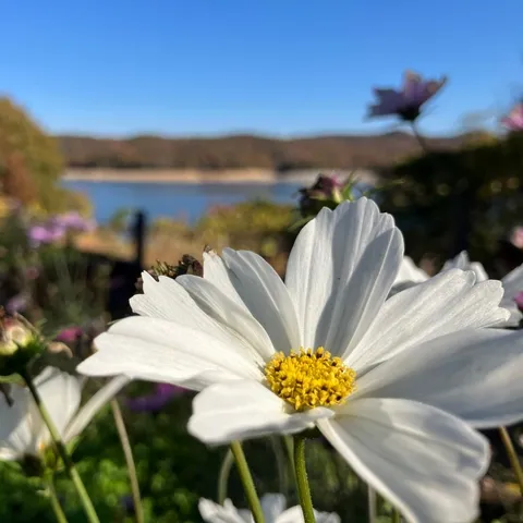 湖畔に咲く白い花