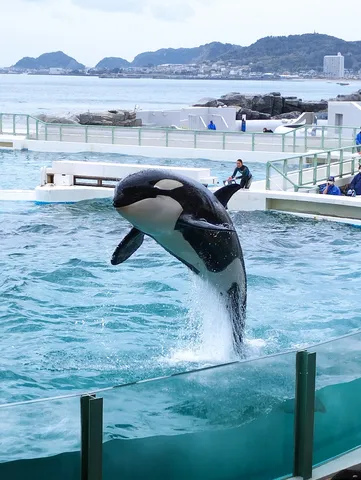 躍動するシャチ、水しぶきを上げる瞬間