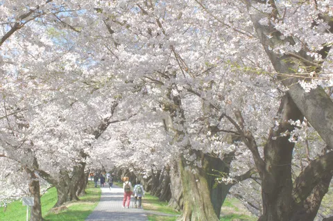 満開の桜、光の回廊