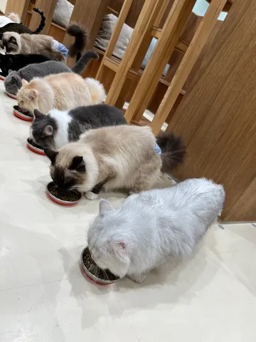 猫たちの静かな食事風景