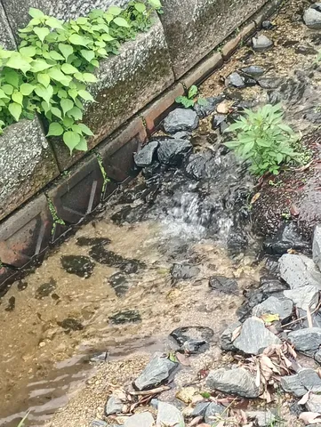 雨上がりの水路に光る緑