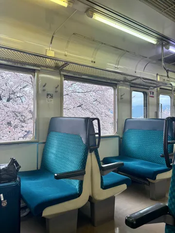 満開の桜と電車の静かな時間