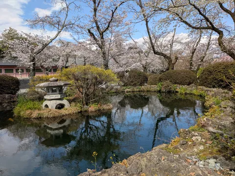 静寂の池と桜の競演