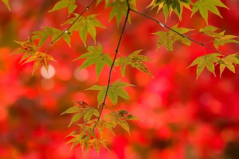 紅葉の息吹、水滴の宝石