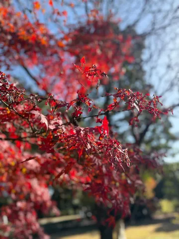 燃えるような紅葉に心奪われる