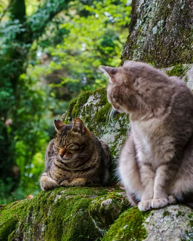 苔の上でくつろぐ猫たち