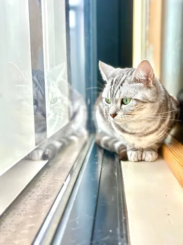 窓辺の思索、二つの姿