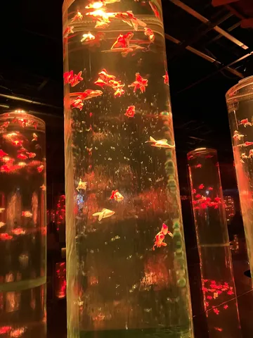 光と遊ぶ金魚たち