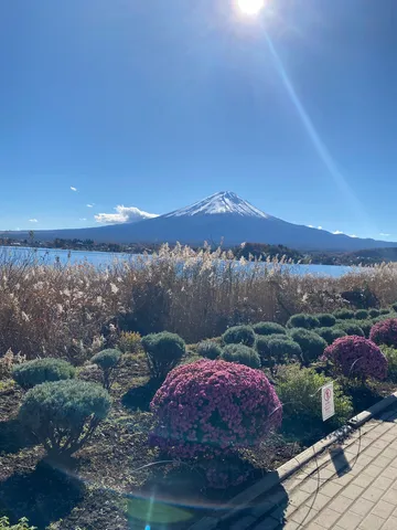 湖畔に咲く華、遥かに富士山